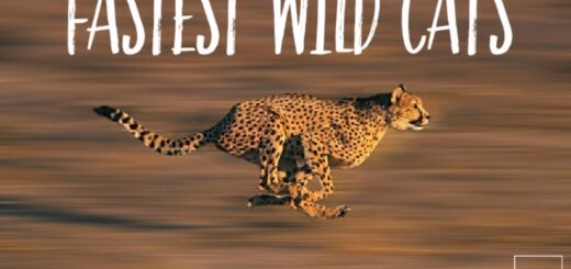 Fastest cats in the world