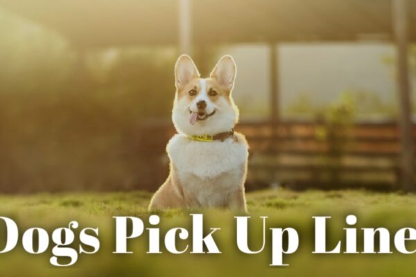 Dogs pick up lines