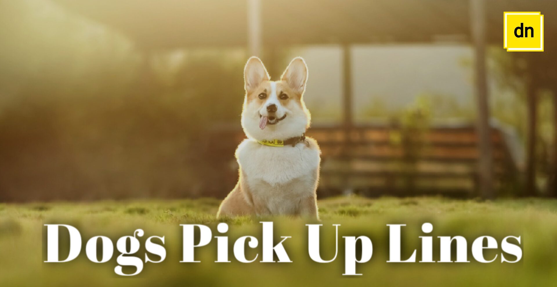 Dogs pick up lines