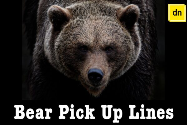 Bear pick up lines
