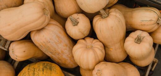 Butternut farming in Kenya